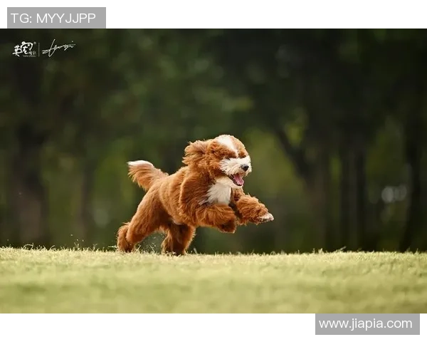 狗狗热情追逐足球的趣味瞬间与欢乐时刻